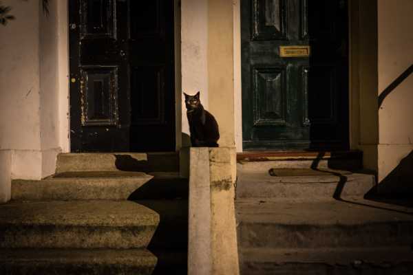 Black Cat Analogy ― Looking for A Black Cat in a Dark Room - SP4SE