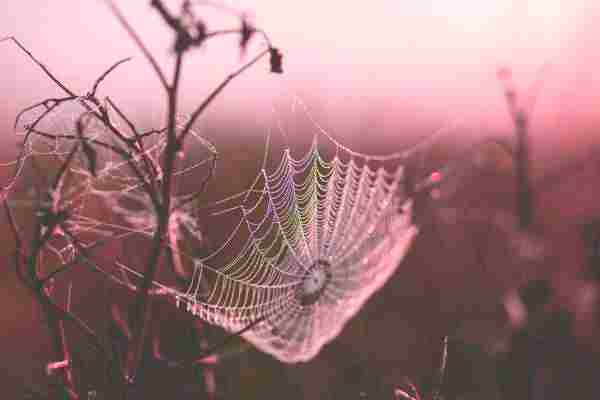 spiritual counterfeits the spiritual meaning of spider webs