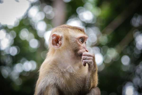 Our Monkey Brain ― Taking Control of The Primitive Mind
