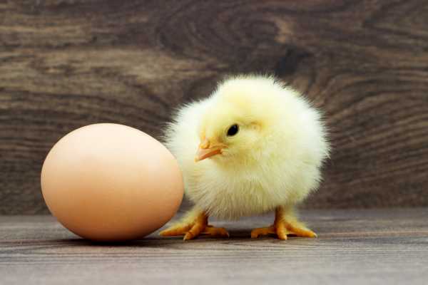 What Came First Chicken or Egg