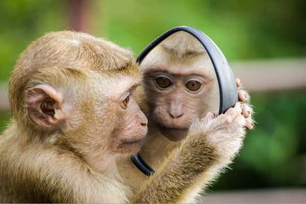 our monkey brain vs lizard brain or reptilian brain taking control of the primitive mind