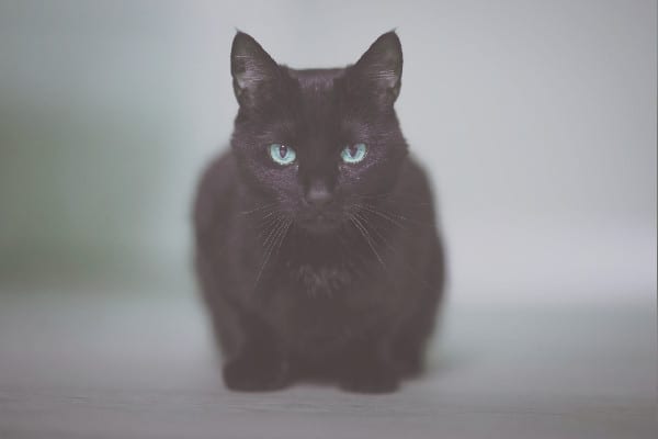 Black Cat Analogy The Meaning of Looking for A Black Cat in a Dark Room