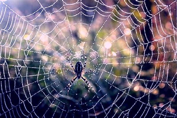 Faith Is Like a Spider Web Spiritual Meaning of Spider Webs