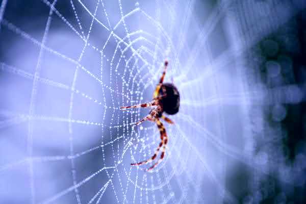 Finding True Spirituality Amidst Spiritual Counterfeits Faith is Like a Spider Web