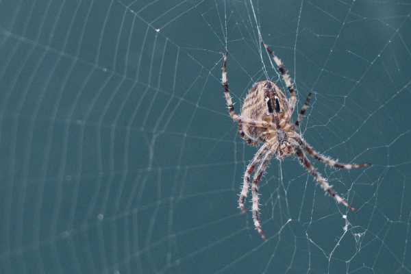 How Authentic Spirituality Differs from Religion Understanding the Spiritual Spider Web