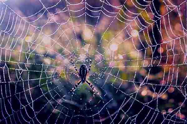 Spiritual Spider Web of Faith Versus Authentic Spirituality Identifying Spiritual Counterfeit Practices