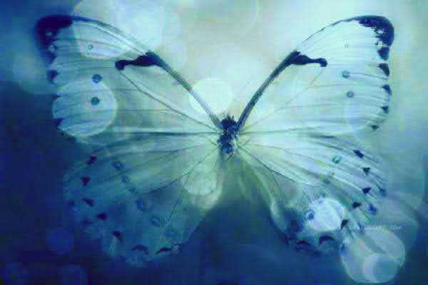 Journey Exploring the Symbolism Behind Butterfly Transformation and Change