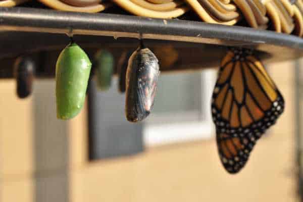 The Key lessons from butterfly Butterfly transformation symbolism Obstacles to the personal transformation journey