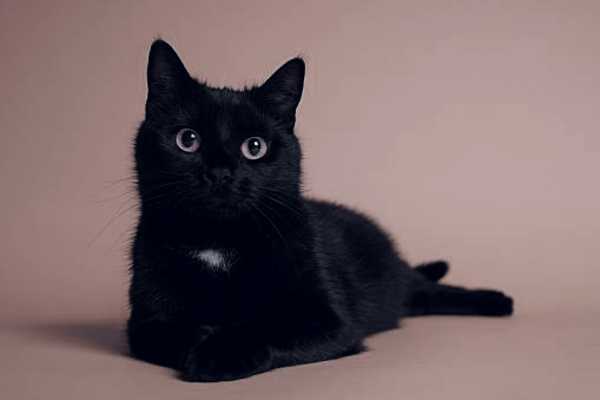 Analogy of The Black Cat in a Dark Room Looking for The Truth The Importance of Truth-Seeking