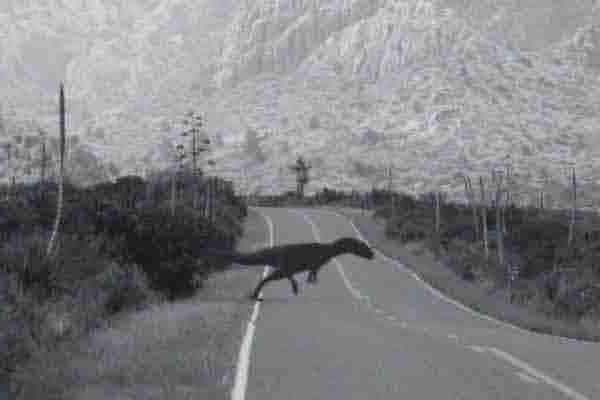 Dinosaur Road-Crossing Sightings Dinosaur Road Crossing Sightings What do you do when a velociraptor crosses the road