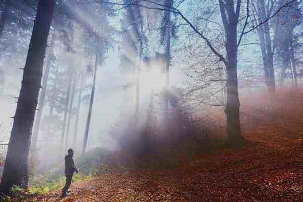 connecting with nature restorative forest bathing activities science behind forest bathing practices