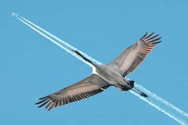 Omens and Synchronicity from Tradition to Framework and Function