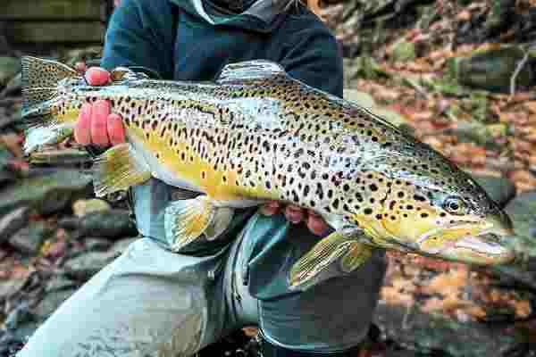 Why You Act Like a Trout Reflex Loops Steering Behavior