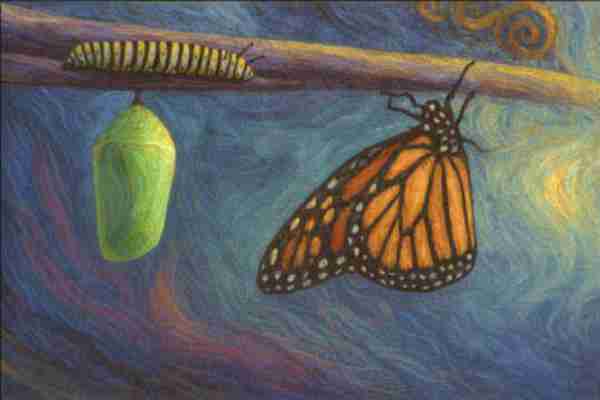 butterfly transformation process