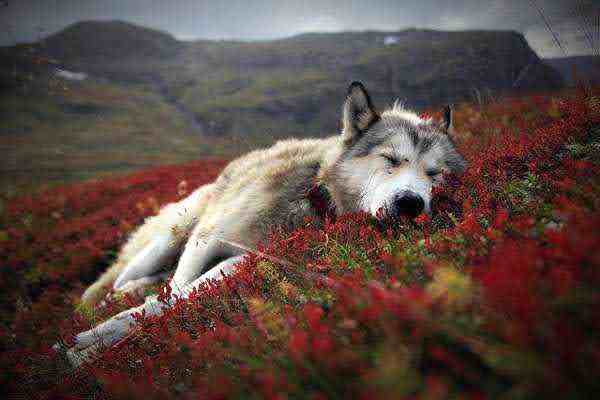 Interpreting Dreams Using Personal Symbols, Patterns, and Meanings