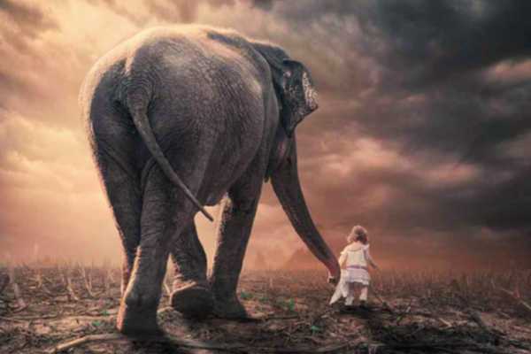Shamanic Spirit Allies and Nature Guides
